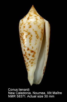 Conus lienardi.jpg - Conus lienardiBernardi & Crosse,1861